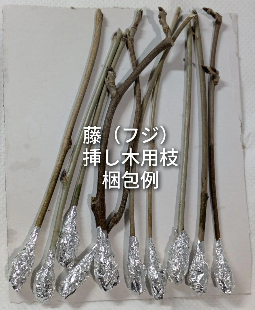 藤 フジ 挿し木用枝 約15cm前後×8本 +おまけの写真2枚目