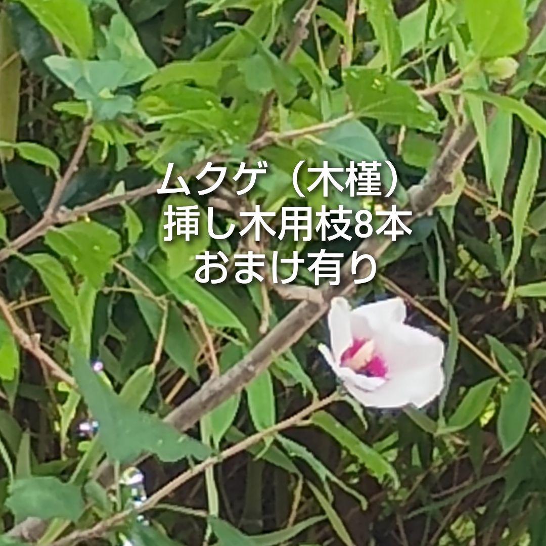ムクゲ 木槿 白 挿し木用枝 約15cm×8本 おまけ有り