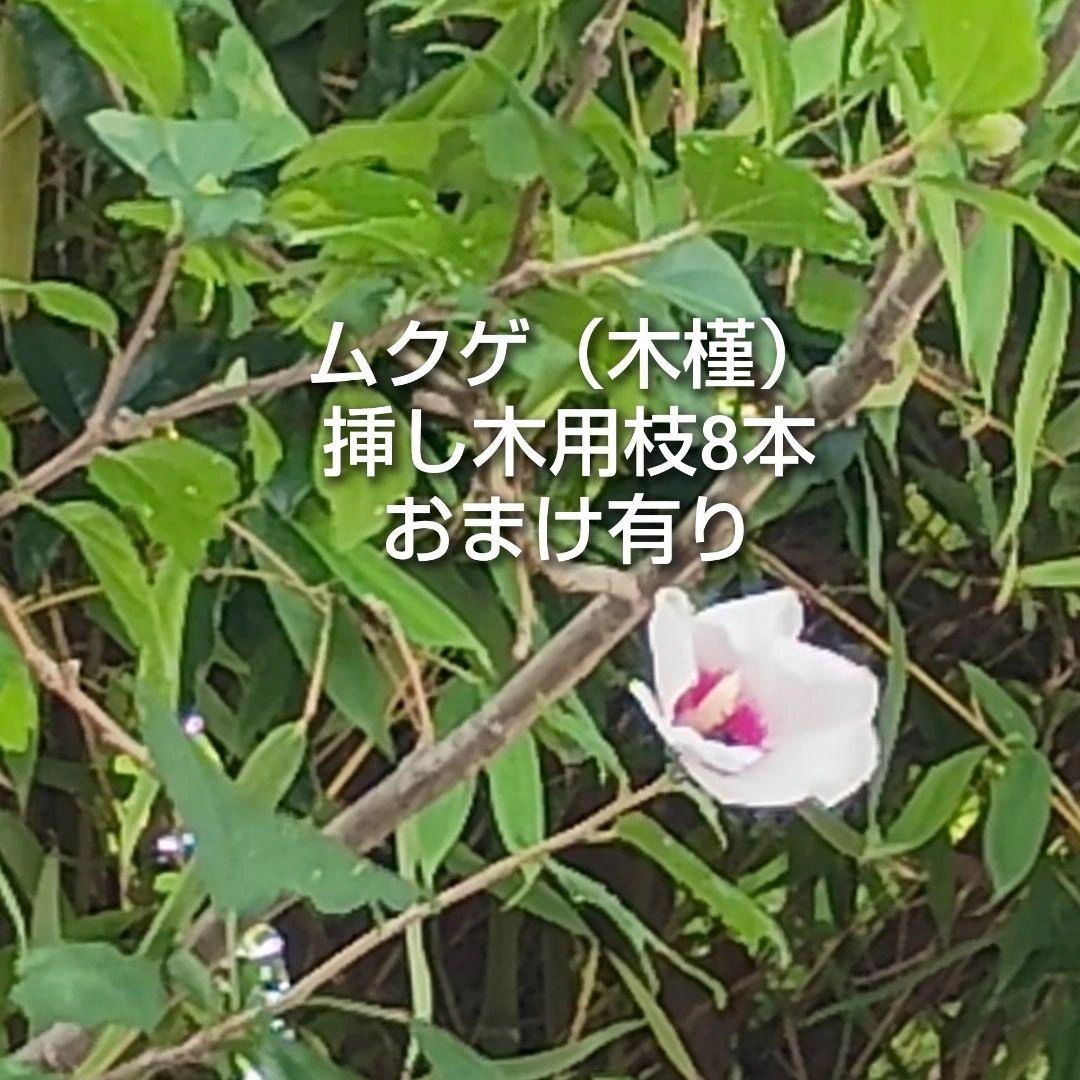 ムクゲ 木槿 白 挿し木用枝 約15cm×8本 おまけ有り