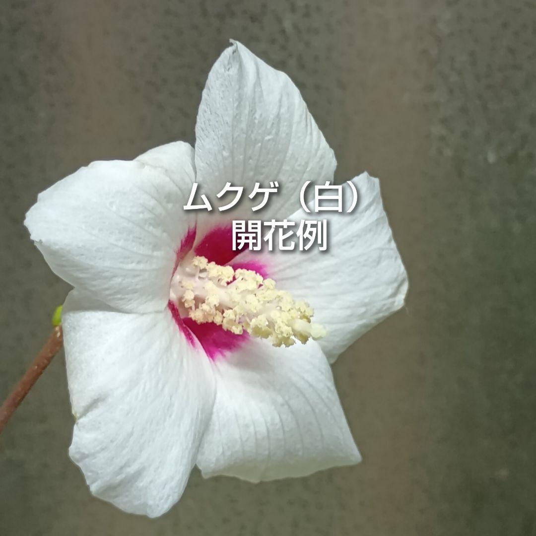 ムクゲ 木槿 白 挿し木用枝 約15cm×8本 おまけ有りの写真2枚目