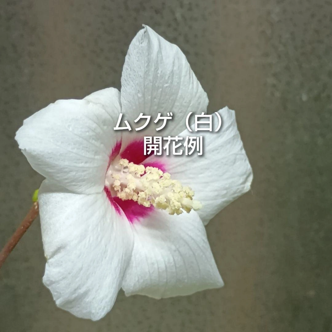 ムクゲ 木槿 白 挿し木用枝 約15cm×8本 おまけ有りの写真2枚目