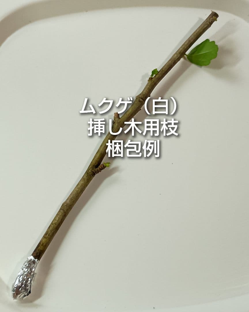 ムクゲ 木槿 白 挿し木用枝 約15cm×8本 おまけ有りの写真3枚目