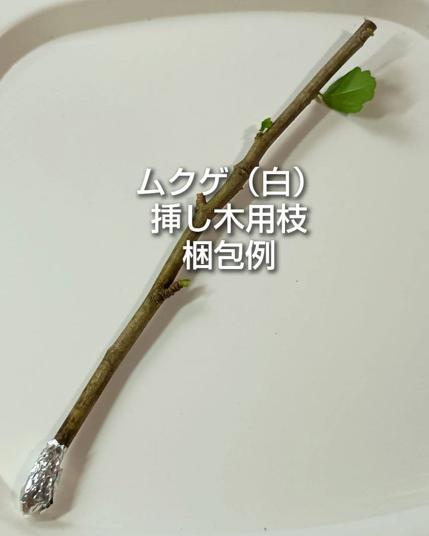 ムクゲ 木槿 白 挿し木用枝 約15cm×8本 おまけ有りの写真3枚目