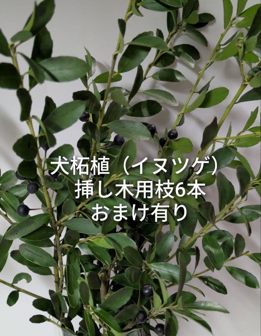 イヌツゲ 犬柘植 挿し木用枝 6本 ＋おまけ リース 盆栽 スワッグ