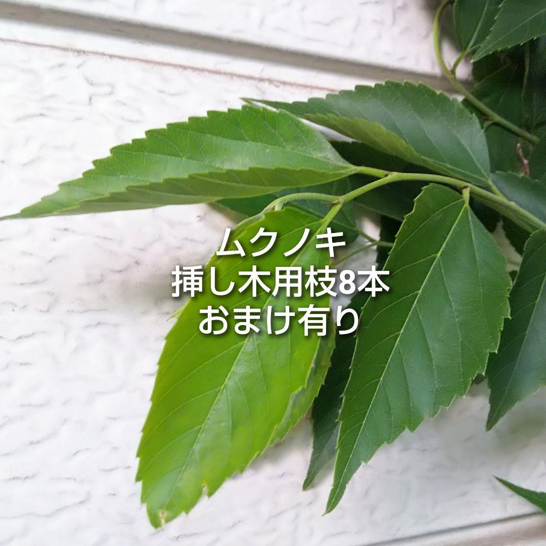 ムクノキ 椋木 挿し木用 枝 8本 オマケあり