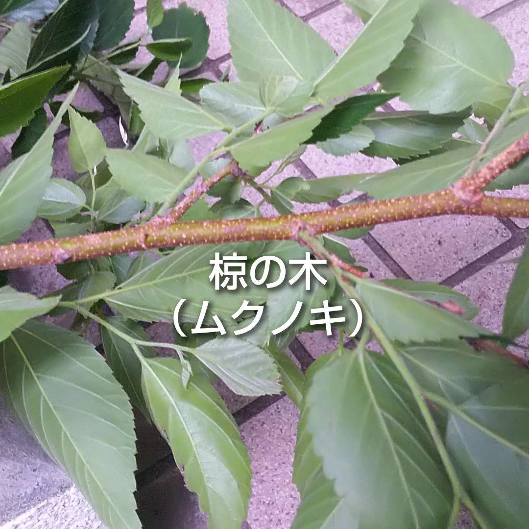 ムクノキ 椋木 挿し木用 枝 8本 オマケありの写真2枚目
