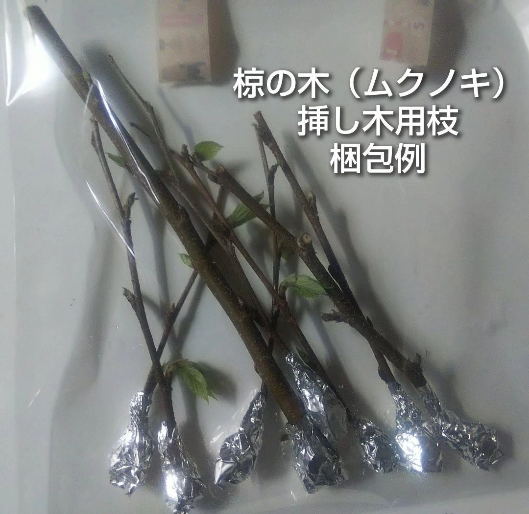 ムクノキ 椋木 挿し木用 枝 8本 オマケありの写真3枚目