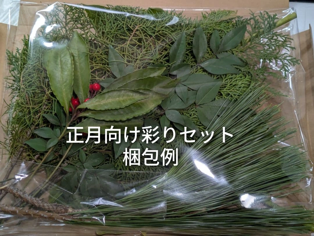 お正月飾り ヤツデ 南天 ビャクシン 檜 松 万両 6種セットの写真3枚目