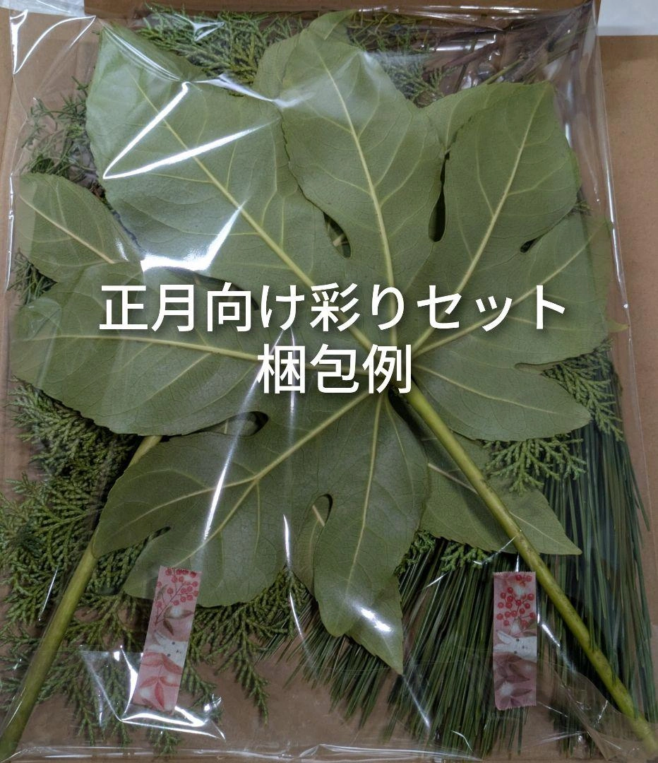 お正月飾り ヤツデ 南天 ビャクシン 檜 松 万両 6種セットの写真4枚目