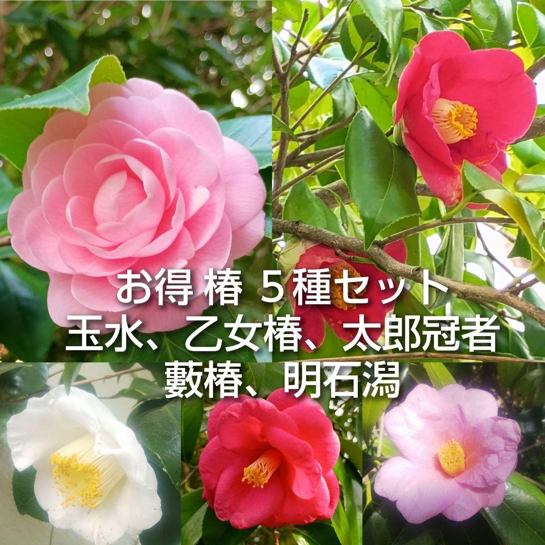 椿5種 挿し木用枝 10本+おまけ 玉水 乙女椿 太郎冠者 明石潟 藪椿