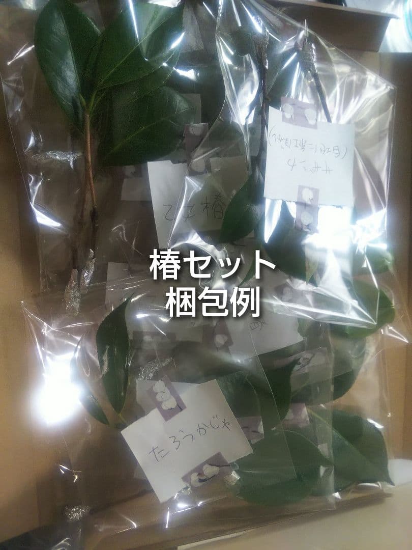 椿5種 挿し木用枝 10本+おまけ 玉水 乙女椿 太郎冠者 明石潟 藪椿の写真4枚目