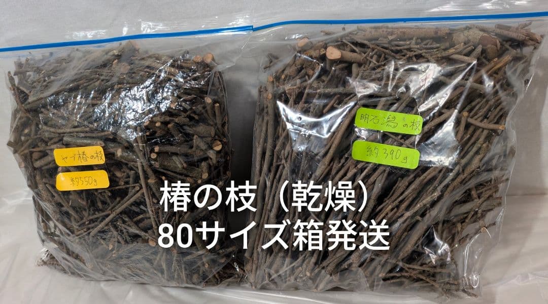 椿の枝 乾燥 かじり木 ソロストーブ向け 焚き付け 焚き火