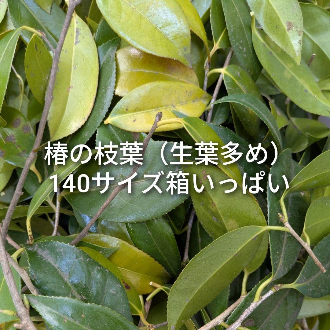 椿の枝葉 生葉多め 140サイズ箱いっぱい 椿灰作りなどに