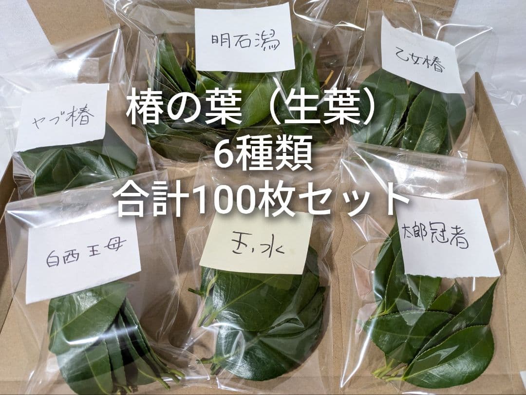 椿の葉 生葉 6種類 合計100枚セット 椿餅 ペットの餌