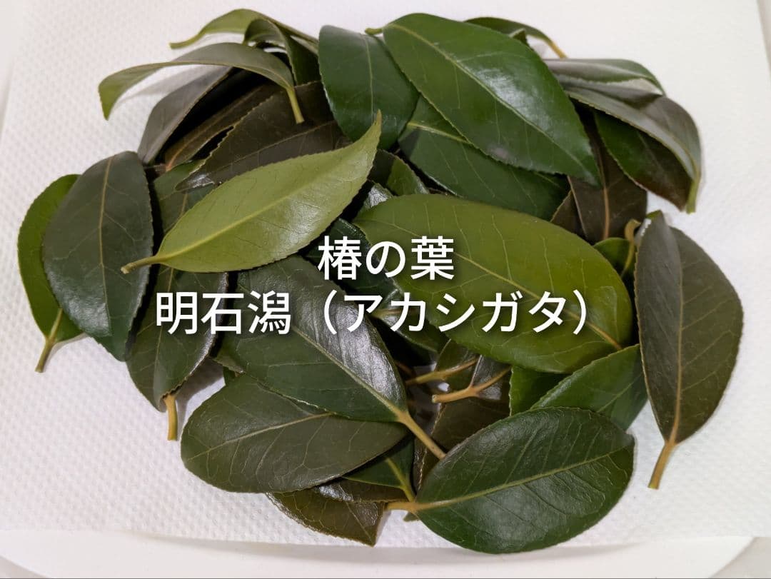 椿の葉 生葉 6種類 合計100枚セット 椿餅 ペットの餌の写真2枚目