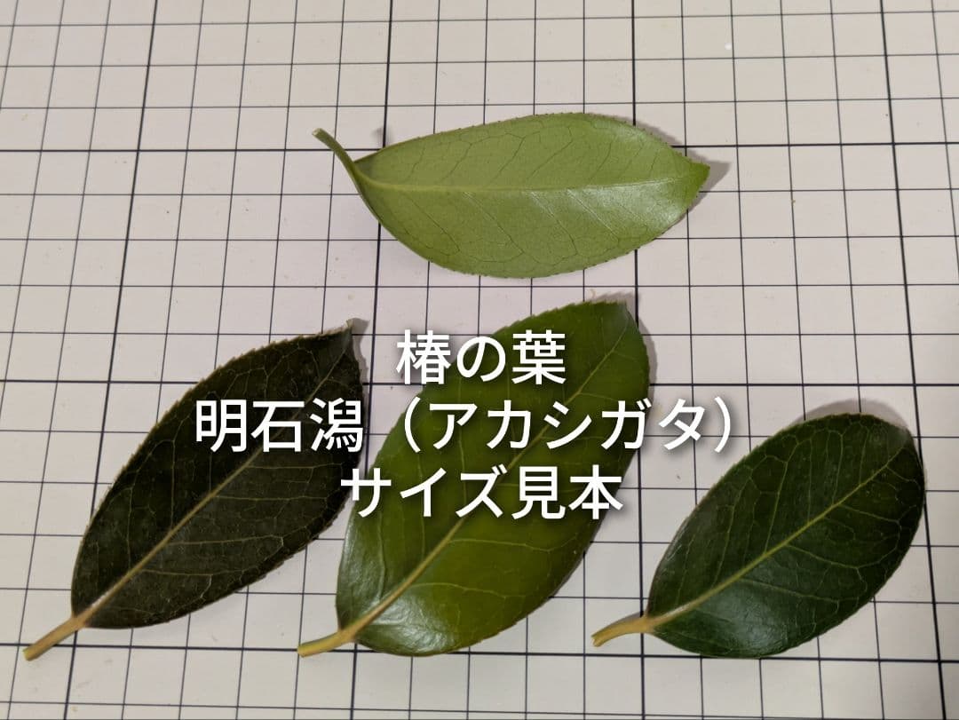 椿の葉 生葉 6種類 合計100枚セット 椿餅 ペットの餌の写真3枚目