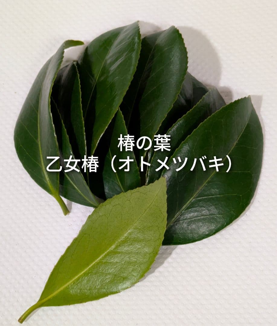 椿の葉 生葉 6種類 合計100枚セット 椿餅 ペットの餌の写真4枚目