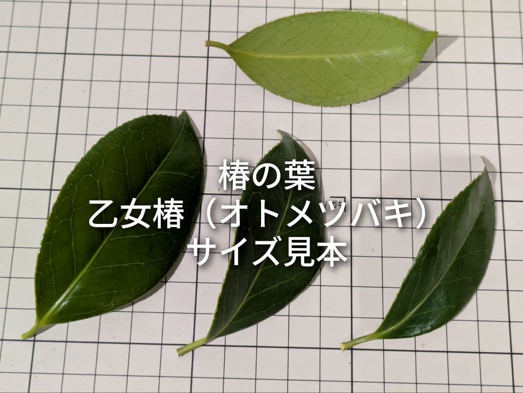 椿の葉 生葉 6種類 合計100枚セット 椿餅 ペットの餌の写真5枚目