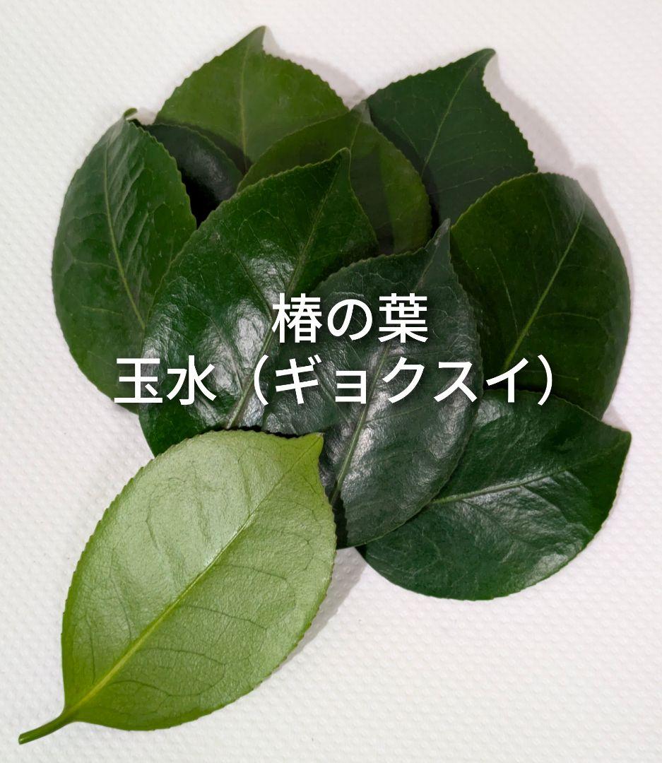 椿の葉 生葉 6種類 合計100枚セット 椿餅 ペットの餌の写真6枚目