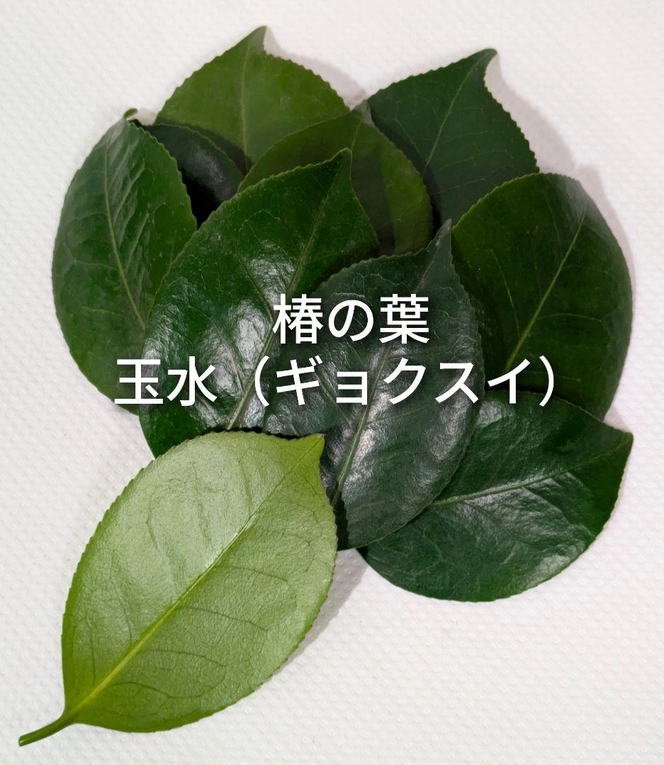 椿の葉 生葉 6種類 合計100枚セット 椿餅 ペットの餌の写真6枚目