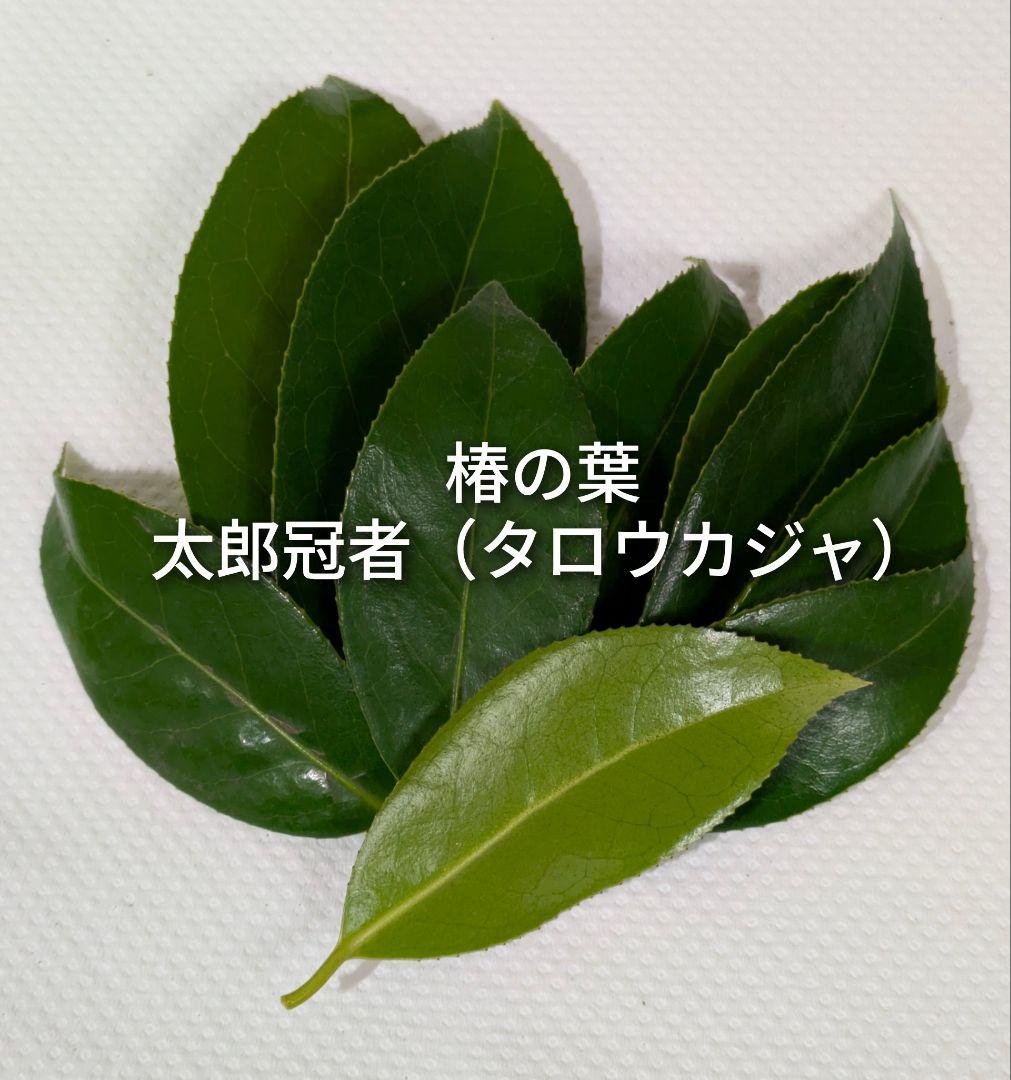 椿の葉 生葉 6種類 合計100枚セット 椿餅 ペットの餌の写真8枚目