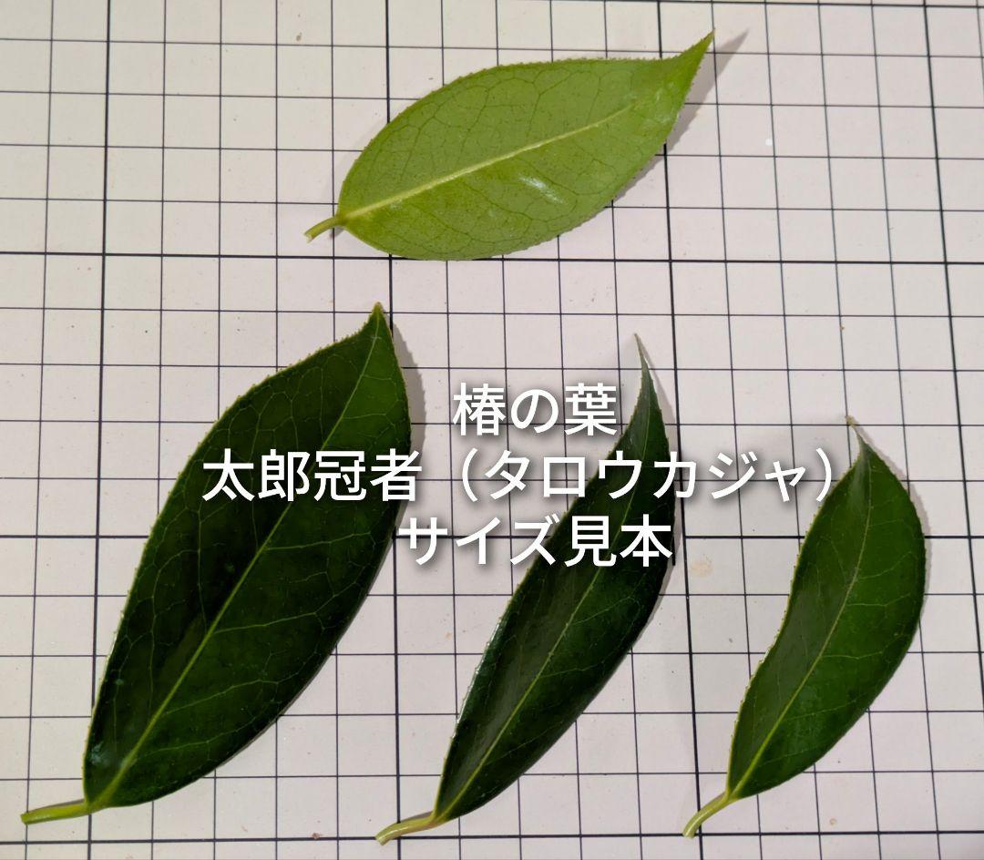 椿の葉 生葉 6種類 合計100枚セット 椿餅 ペットの餌の写真9枚目