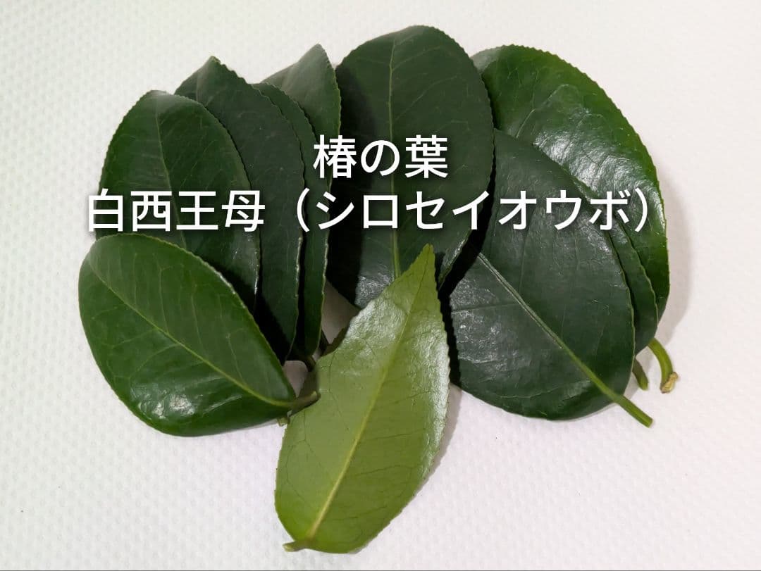 椿の葉 生葉 6種類 合計100枚セット 椿餅 ペットの餌の写真10枚目