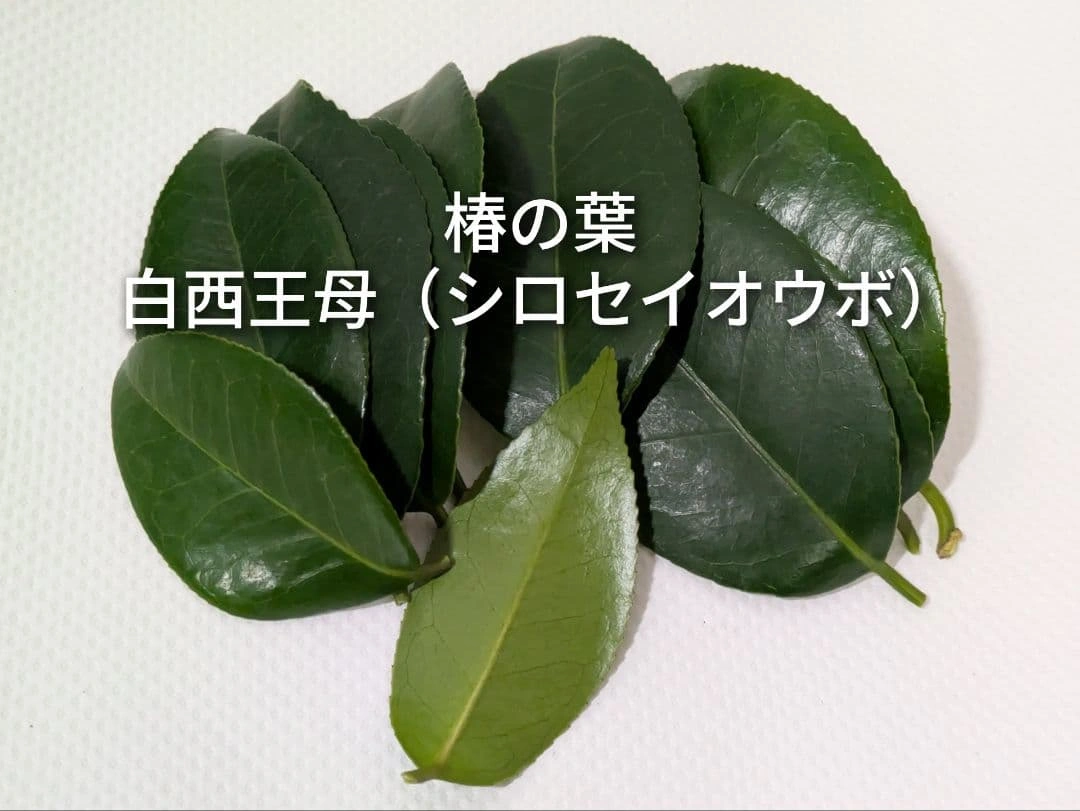 椿の葉 生葉 6種類 合計100枚セット 椿餅 ペットの餌の写真10枚目