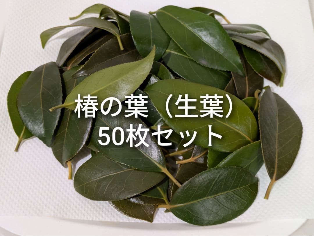 椿の葉 生葉 50枚セット 椿餅 学習教材 ペットの餌などに