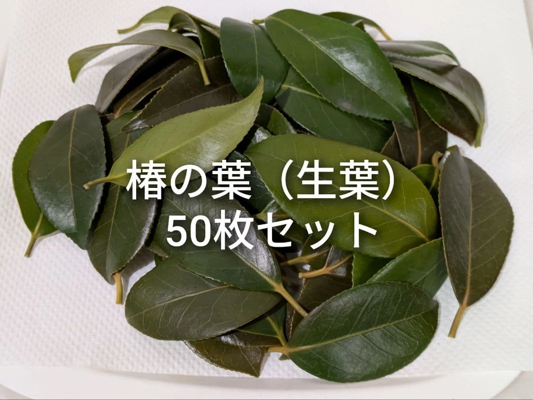 椿の葉 生葉 50枚セット 椿餅 学習教材 ペットの餌などに