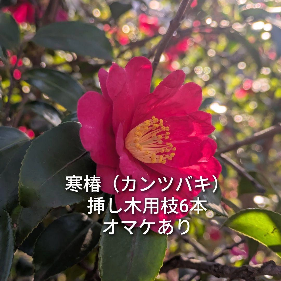 寒椿 カンツバキ 挿し木用枝 約10cm×6本 +おまけ