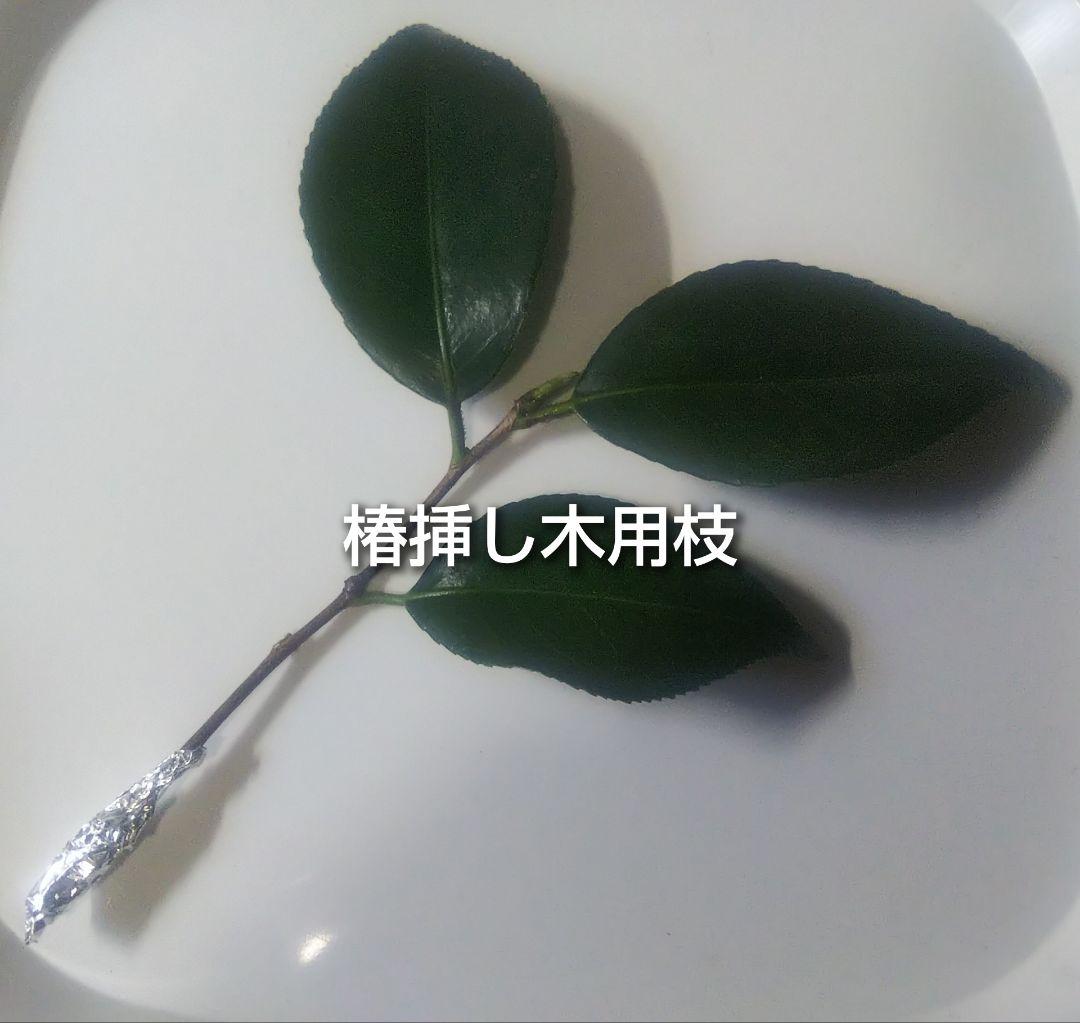 寒椿 カンツバキ 挿し木用枝 約10cm×6本 +おまけの写真2枚目