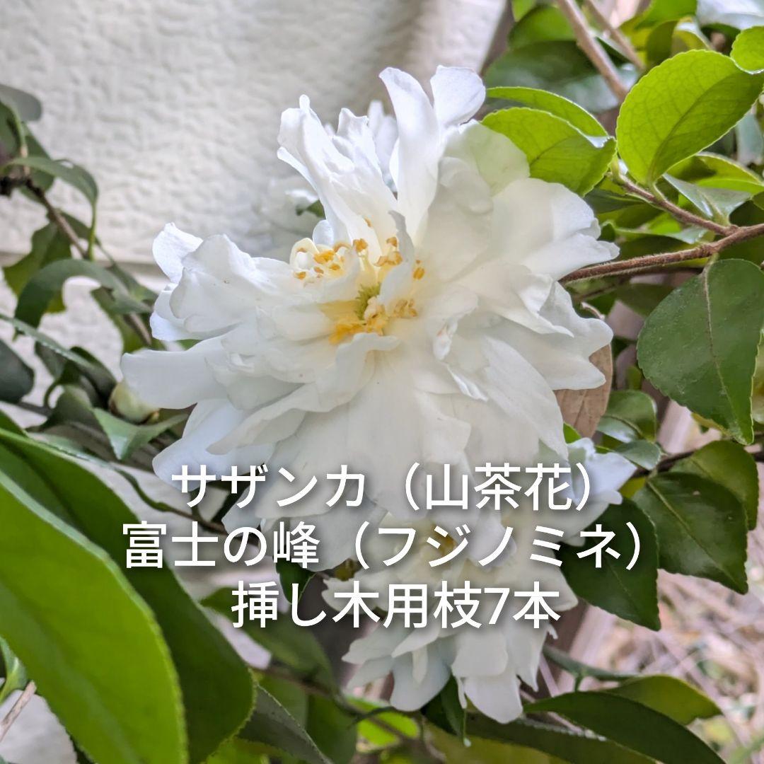 サザンカ 山茶花 富士の峰 フジノミネ 挿し木用枝 約10cm×7本