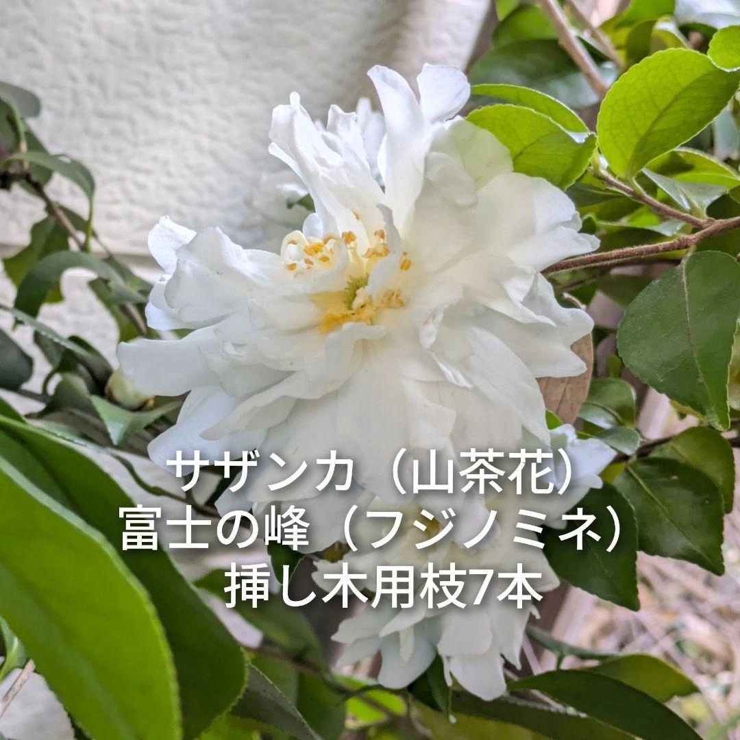 サザンカ 山茶花 富士の峰 フジノミネ 挿し木用枝 約10cm×7本