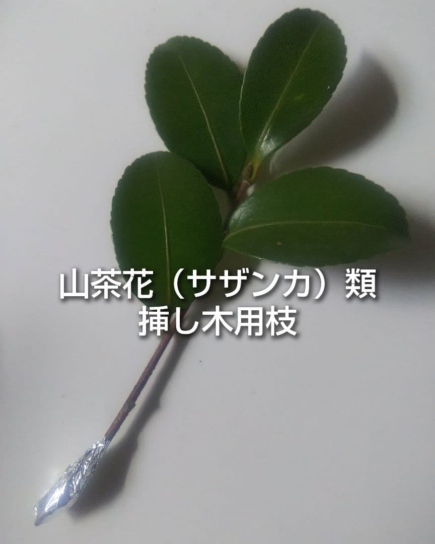 サザンカ 山茶花 富士の峰 フジノミネ 挿し木用枝 約10cm×7本の写真2枚目