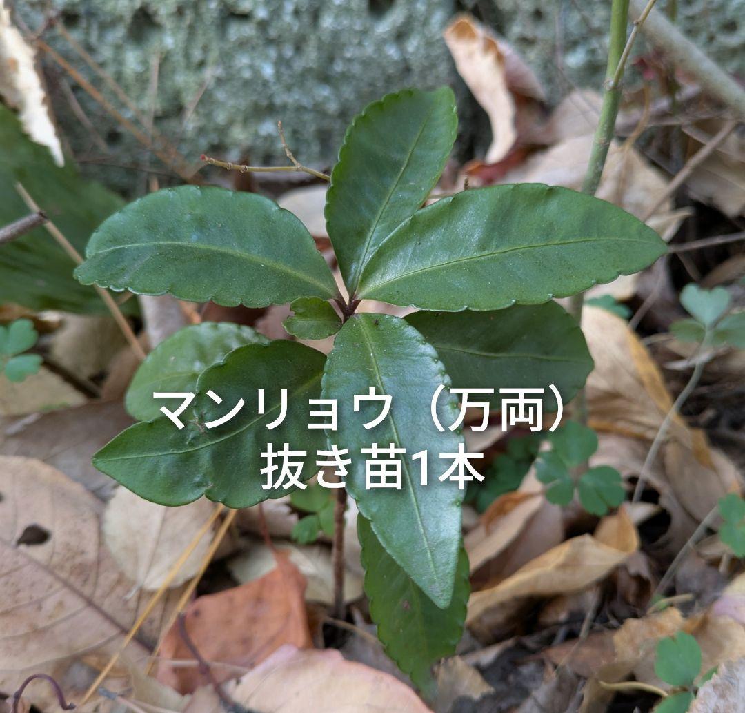 マンリョウ 万両 抜き苗 1本