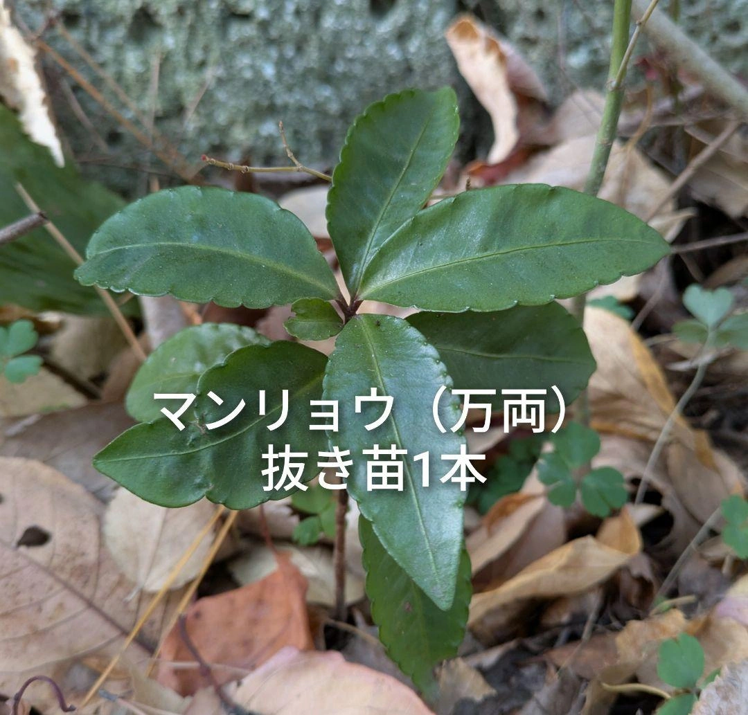 マンリョウ 万両 抜き苗 1本