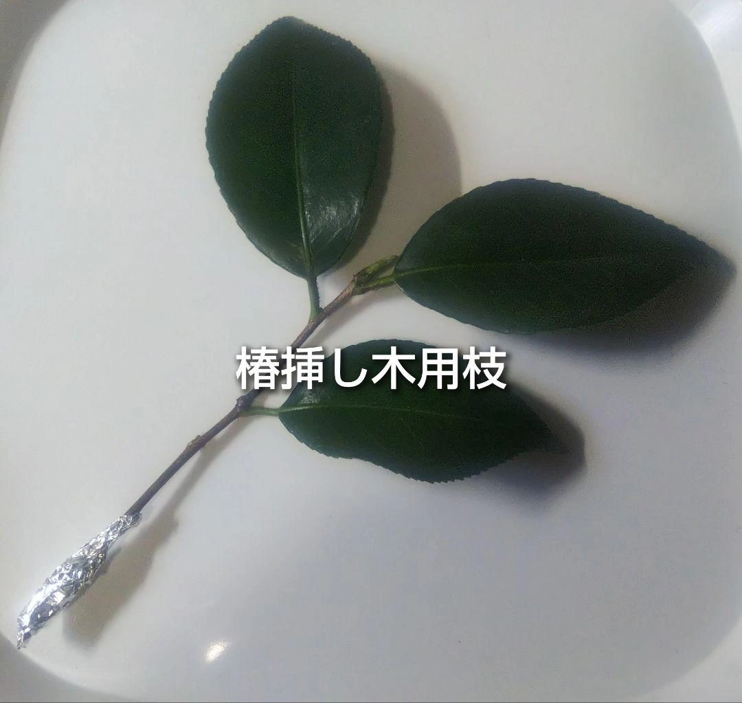 椿 明石潟 アカシガタ 挿し木用枝 約10cm×5本+おまけの写真2枚目