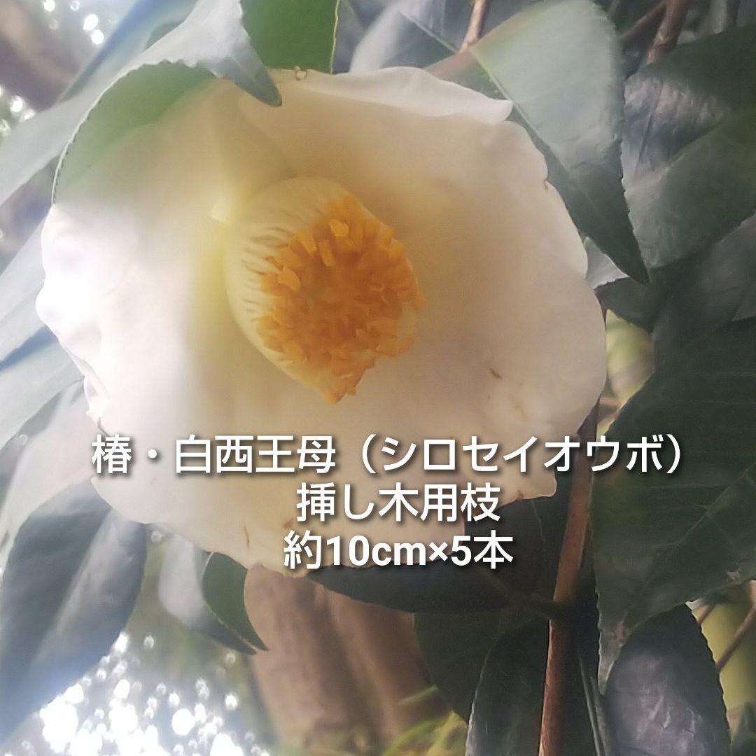 椿 白西王母 シロセイオウボ 挿し木用枝 約10cm×5本