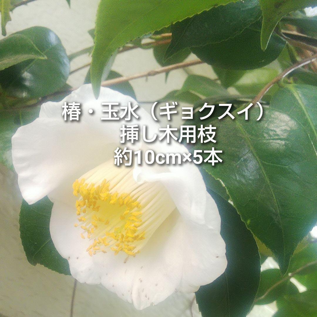 椿 ツバキ 玉水 ギョクスイ 挿し木用枝 約10cm×5本