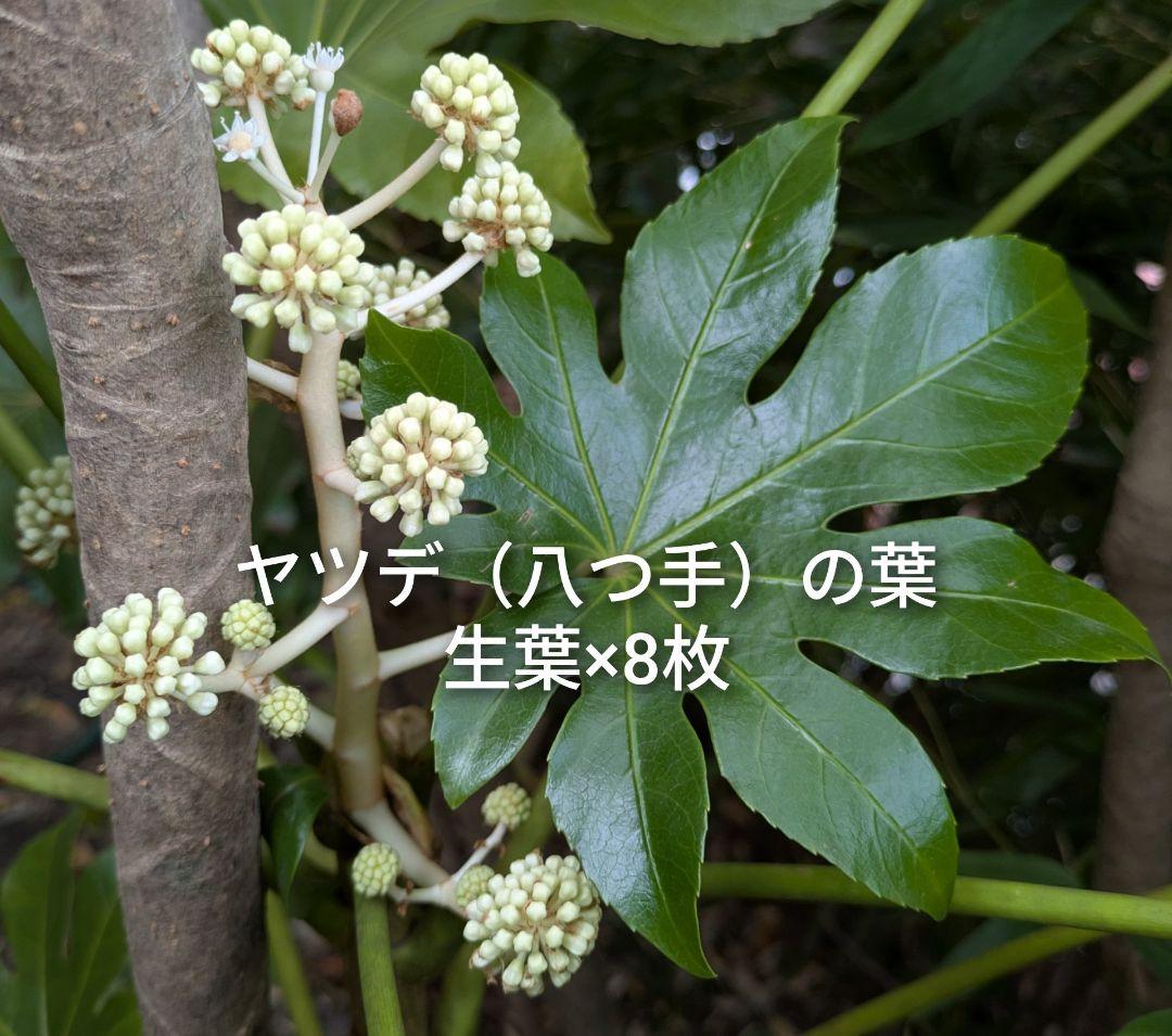 ヤツデの葉 八つ手 天狗の葉団扇 生葉 8枚