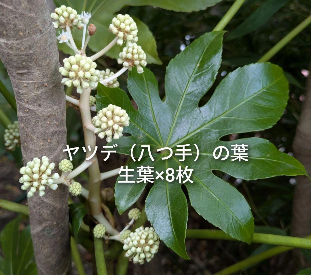 ヤツデの葉 八つ手 天狗の葉団扇 生葉 8枚