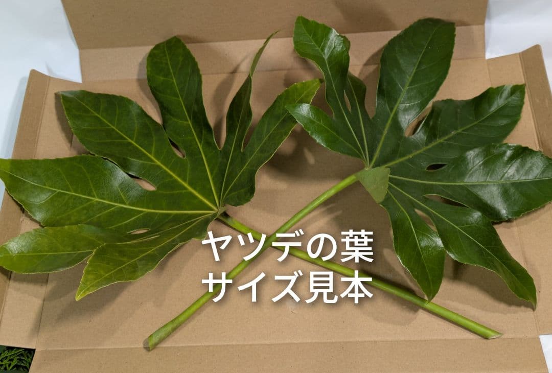 ヤツデの葉 八つ手 天狗の葉団扇 生葉 8枚の写真2枚目