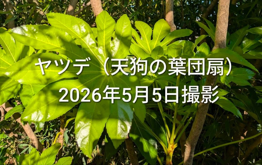 ヤツデの葉 八つ手 天狗の葉団扇 生葉 8枚の写真3枚目