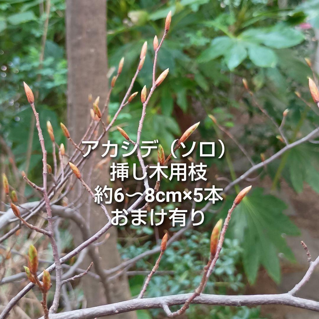 アカシデ 赤四手 ソロ 挿し木用枝 約8cm×5本 +おまけ