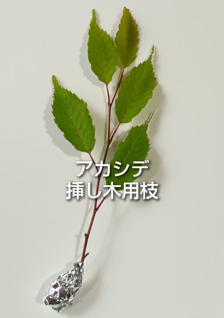 アカシデ 赤四手 ソロ 挿し木用枝 約8cm×5本 +おまけの写真2枚目