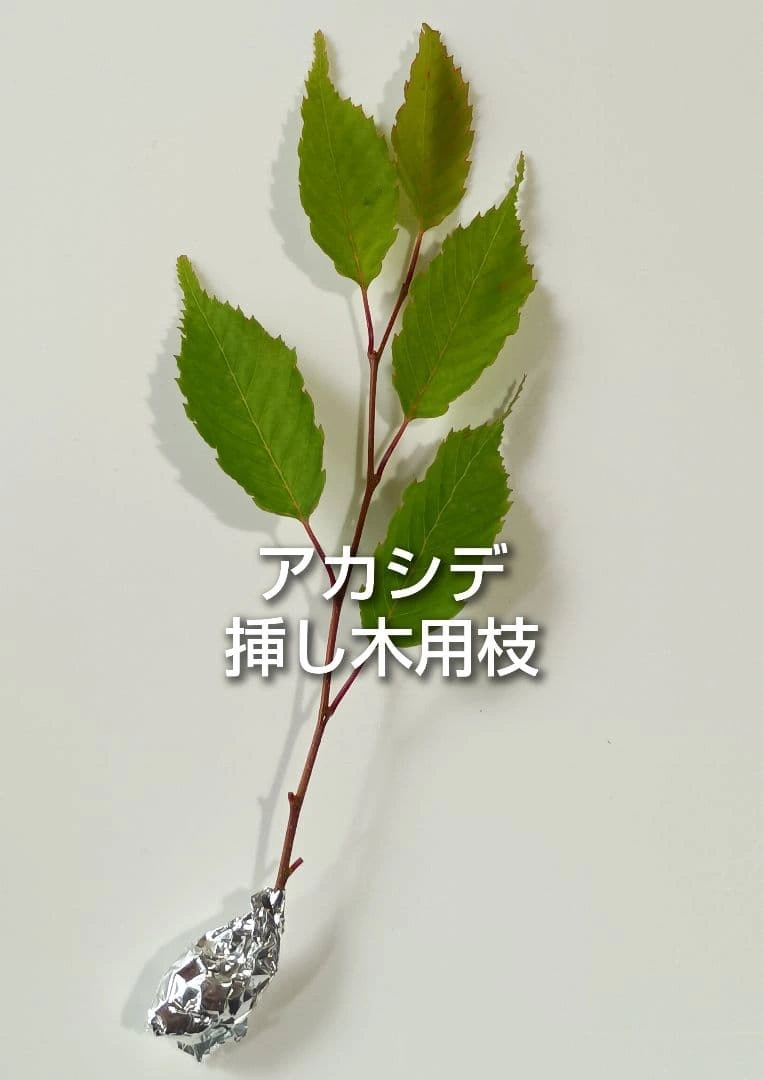 アカシデ 赤四手 ソロ 挿し木用枝 約8cm×5本 +おまけの写真2枚目