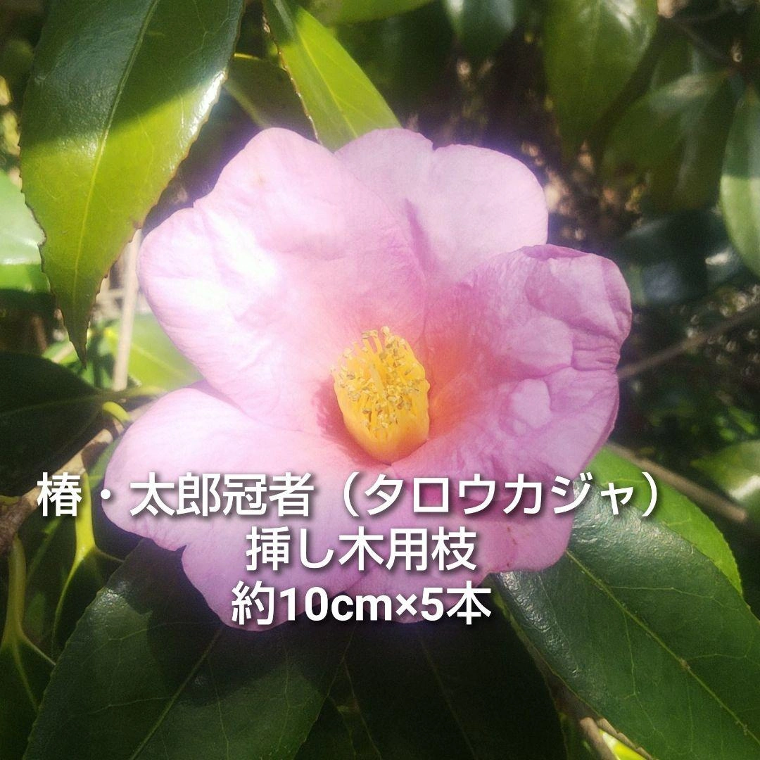 椿 タロウカジャ 挿し木用枝 約10cm×5本 +おまけ