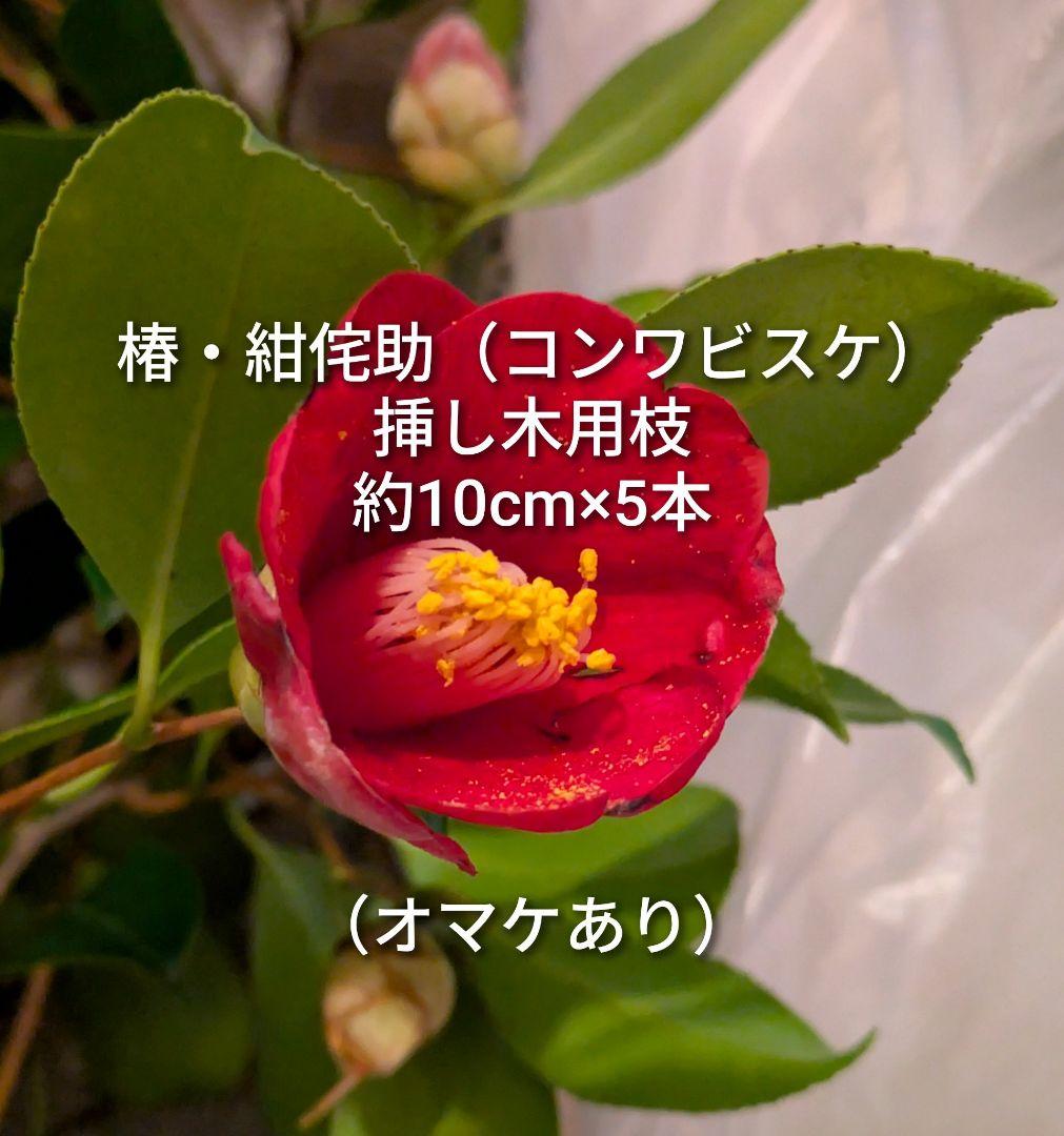 椿 コンワビスケ 挿し木用枝 約10cm×5本 +おまけ