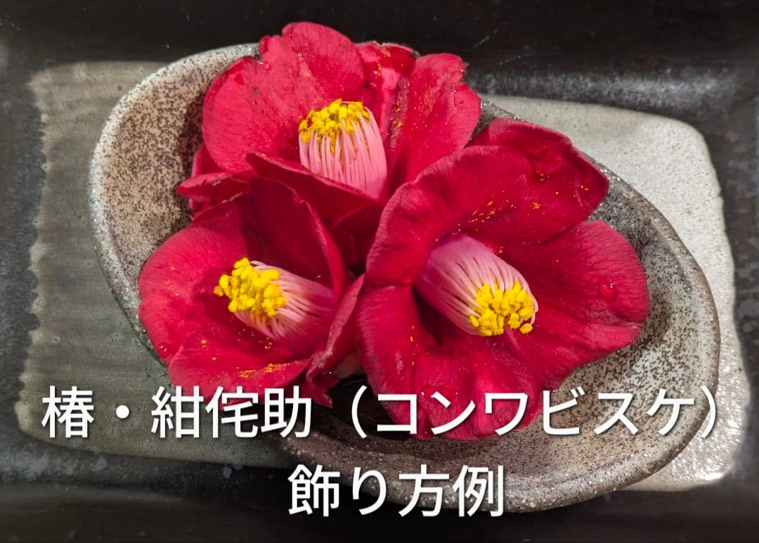 椿 コンワビスケ 挿し木用枝 約10cm×5本 +おまけの写真4枚目